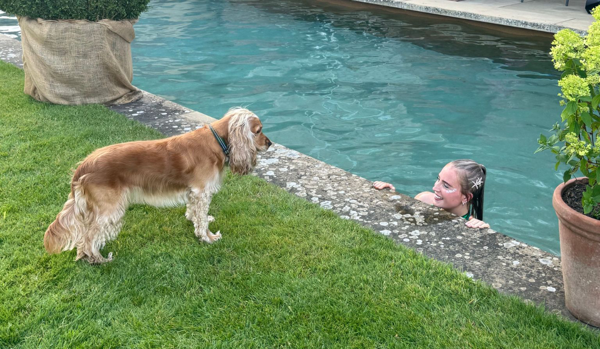 A dog watched a mermaid closely